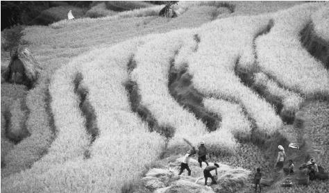 Workers harvest rice on a terraced paddy on the island of Bali.