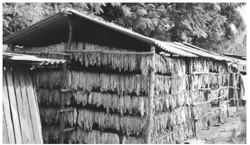 Tobacco leaves hanging out to dry in a Moldovan village. Tobacco farming is one of the major industries.