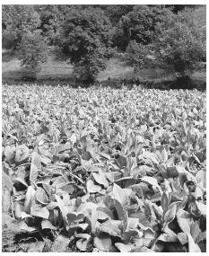 A tobacco plantation in Andorra. Tobacco is the only surviving agricultural crop in the country.