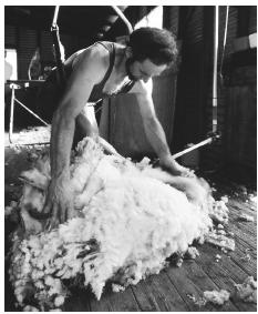 A shearer cuts the wool from a sheep in Stawell, Victoria.