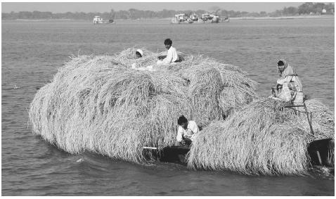 Transporting straw on the Ganges River Delta. The majority of 
Bangladeshi, about 75 percent, are agricultural workers.