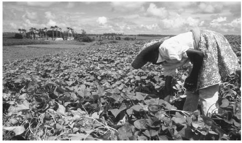 A farm worker harvesting tea. The plantation economy was a large factor in shaping Barbadian culture.