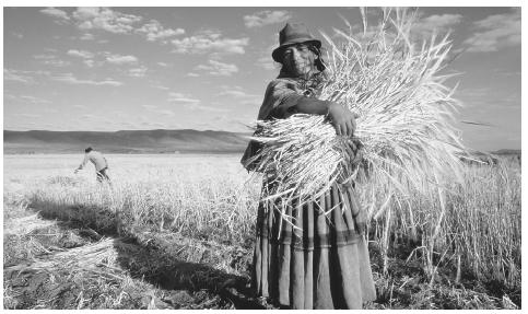 A woman with a bundle of barley in the altiplano. The majority of Bolivians work in agriculture.