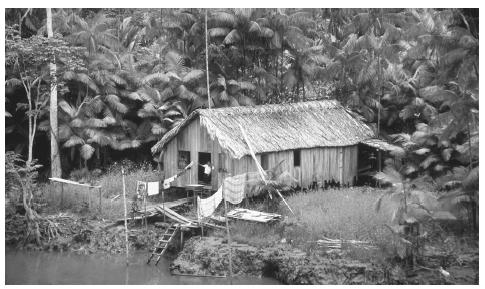 A house on the edge of the Amazon River. The Amazon forest is  estimated to contain 15 to 30 percent of all species on earth.