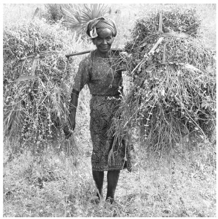 A woman carrying grasses in Maymio, Burma. Women had high status in traditional society, which has been lessened today by the militaristic government.