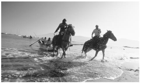Horses pull fishing boats with the morning catch onto a beach in Papudo.