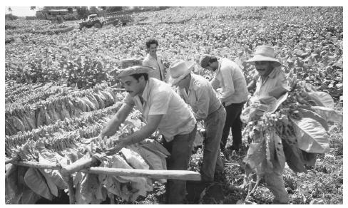 Men harvesting tobacco in Pinar del Rio. Tobacco is an important crop in Cuba, and high–quality Cuban cigars are famous around the world.