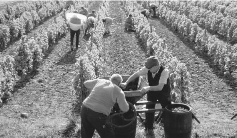 Men working at a vineyard in France. French wine is a source of national pride and an important part of both simple and elaborate meals.
