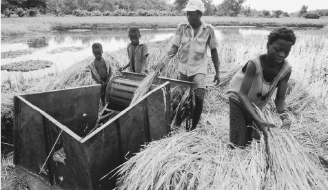 Workers harvesting rice with threshing machines in Kunuku. About 80 percent of Gambians are subsistence farmers.