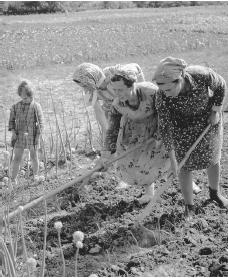 Women hoeing fields near Gori. There is no explicit division of labor by gender in Georgia, except for hard physical labor, such as mining.