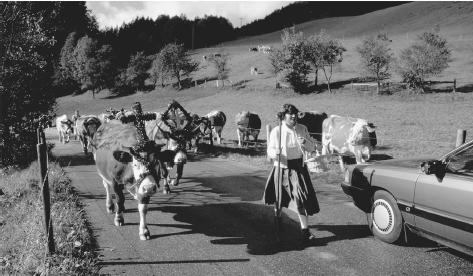 A cowherd leads cows down a rural road at Reit im Winkl, Germany. The cows wear flowered headdresses for an annual celebration.