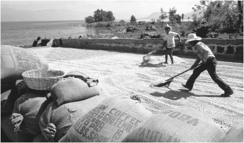 Men spread out coffee beans to dry them in the sun alongside Lake Atitlan. Agriculture is generally considered a male endeavor, although Maya women may grow vegetables and fruits for local sale and consumption.