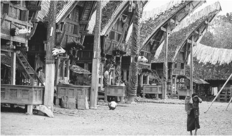 A row of tongkona houses in the Toraja village of Palawa. The buffalo horns tied to the poles supporting the massive gable of these houses are a sign of wealth and reputation.