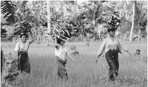 Perempuan membawa kayu bakar di Flores. Di Indonesia, pria dan wanita berbagi banyak aspek pertanian desa.