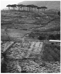 Agricultural fields occupy a stretch of countryside. Lebanon produces and exports much of its agricultural produce.