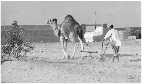 A man using a camel to plough a field along the Tunisia-Libya border.
