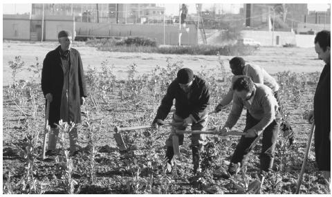 Libyans tending an urban vegetable patch.