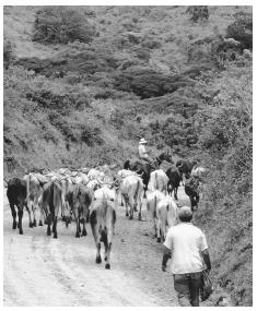 Herding cattle down a dirt road. Grazing land is limited by the mountainous topography.