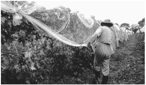 A worker removes bird protection nets from wine grapes in a  vineyard. New Zealand's Mediterranean climate is conducive to wine  producing.