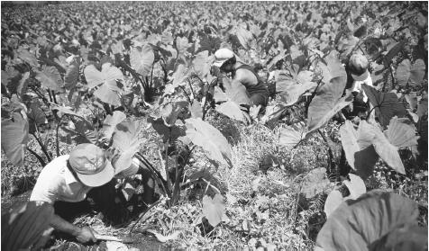 Workers in a taro field. Migrant labor populations live in poor economic conditions, compared to native residents.