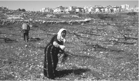 Palestinians farming land near Efrata, West Bank. Agruculture is the foundation of the Palestinian economy, especially in the northern part of the West Bank.