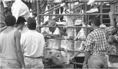 Men surround a bull and spectators watch from behind a fence on  the Plaza Colonial as they prepare for a bullfight.