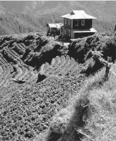 A farmhouse overlooks vegetables growing on a terraced field. In these volcanic islands, mountains are common.
