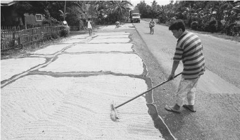 Workersspread rice on palm mats to dry in the midday sun. Filipinos do not consider a meal complete without rice.