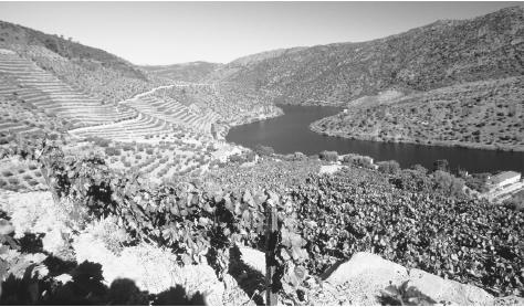 Vineyards above the upper Douro River. This region produces port, a  major export.