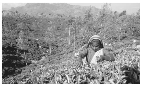 A woman picking tea at a plantation in Sri Lanka. Approximately one-quarter of the workforce is employed in the agricultural sector.
