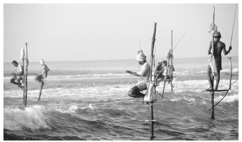 Stilt fishermen in the waters near Weligama, Sri Lanka. Fish are a large part of the Sri Lankan diet.