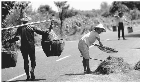 Farm workers carrying and sifting rice on a street in Taiwan. Rice is a major agricultural product.