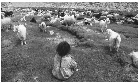A Tajik girl watching over goats in the Pamir Mountains.