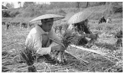 People harvesting garlic in Mae Hong Song. Thailand has a largely export-based economy.