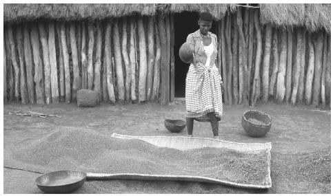 A woman winnowing grain in the Virunga National Park. More than 80 percent of the workforce is employed in agriculture.