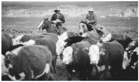 Ranchers herding cattle in the Salt Lake Valley, Utah.