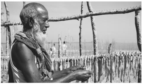 A Bangladeshi man hanging fish to dry in the sun in Sunderbans. Bangladesh topography is predominantly a low-lying floodplain.