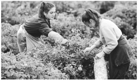 Young women harvesting roses on a farm in Kazanluk. Women tend to do more hand labor, while men work with machinery and animals, in the agricultural sector.