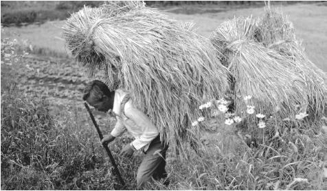 A farmer hauls rice on his back in Pong Hwang, Naju, South Korea. Rice is a staple of the South Korean diet.