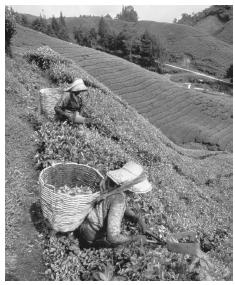 Farm workers harvesting tea leaves. Ethnic division of labor, in which Malays work almost entirely in agriculture, has eroded in recent years.