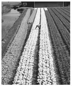 A worker cultivates the perfect rows of tulips growing in the Bollenstreek bulb-region of the Netherlands.