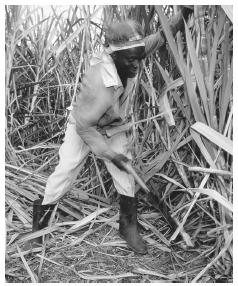 A man harvesting sugar cane. Most citizens are descendants of the slave labor population.