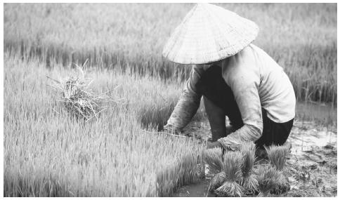 Rice is a staple of Vietnamese cuisine, eaten three meals a day, but rice is also exported as well—mostly to African countries.