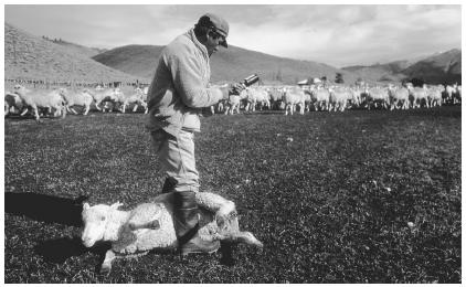 This Peruvian American sheepherder is innoculating the sheep in his small herd.